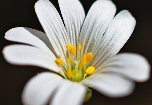 Stellaire holostée