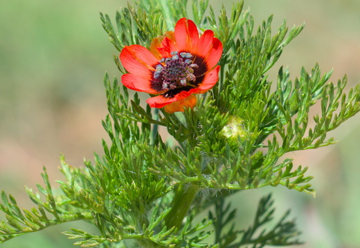 Adonis d'été