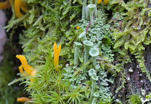 Clavaire, mousse et lichen (Cladonia)