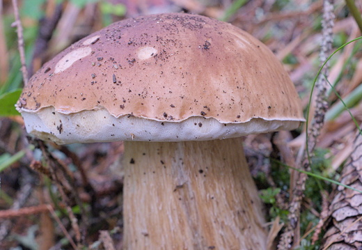 Cèpe