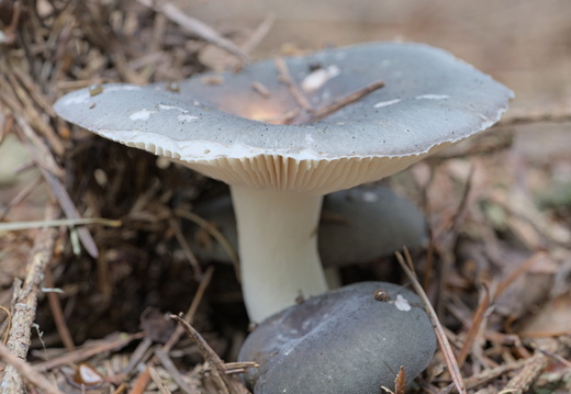 Russule charbonnière