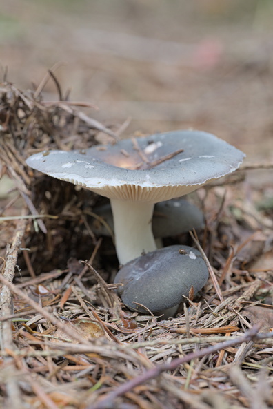 AA_23429.jpg