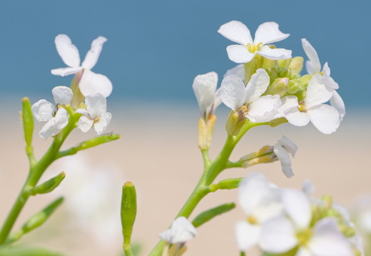 Roquette de mer