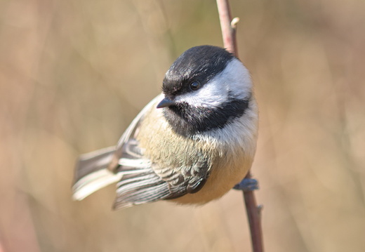 Mésange à tête noire