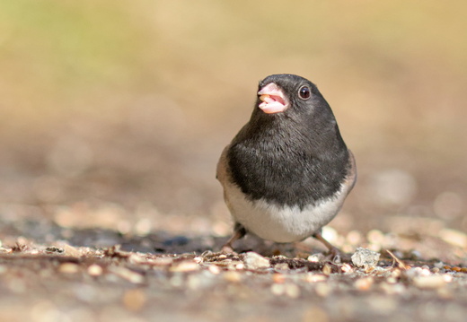 Junco ardoisé