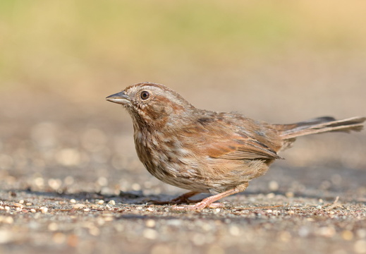 Bruant chanteur