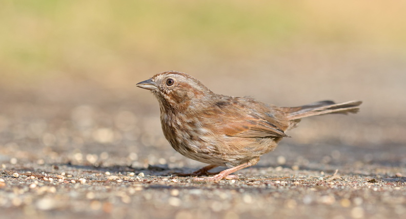 DSCF2653.jpg