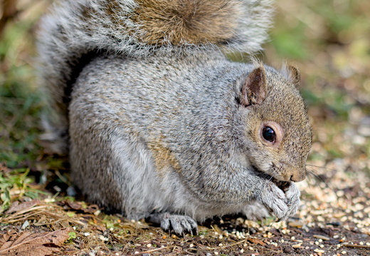 Écureuil gris
