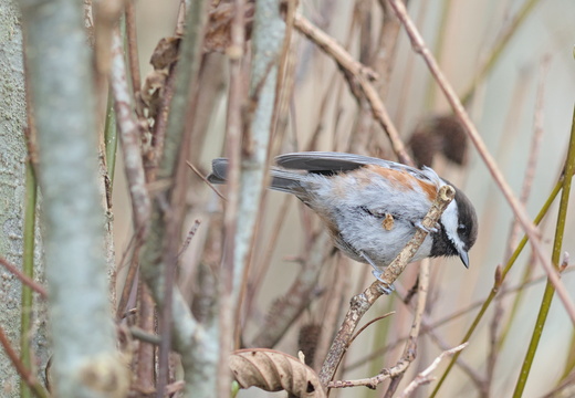 Mésange à dos marron