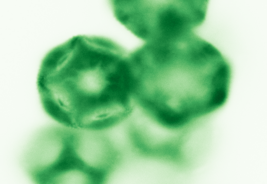Pollen de Stellaire holostée
