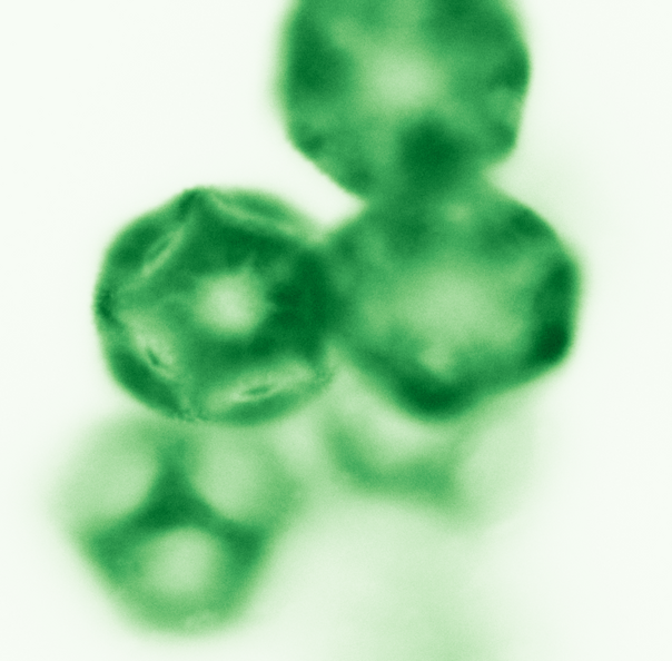 Stellaria_holostea_300um_95x95um_1.png