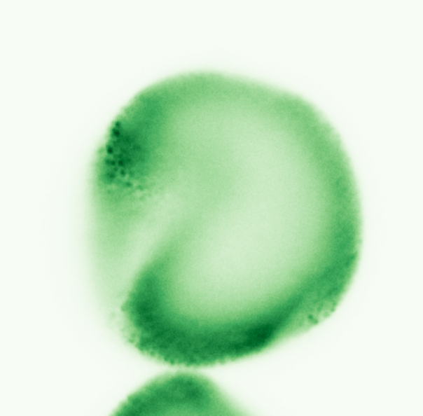 Geranium_robertianum_95x95um_0.png