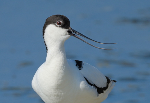 Avocette élégante