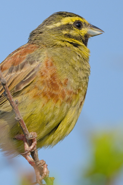 DSCF5264.jpg