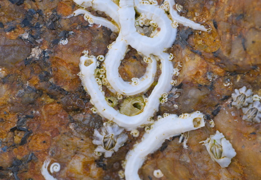 Spirobranches