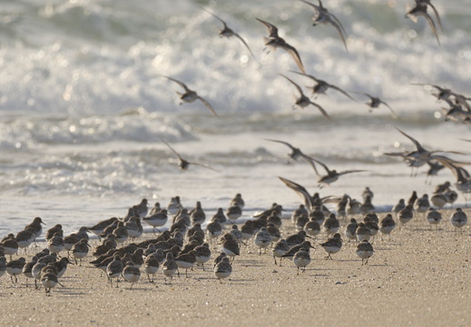 Bécasseau sanderling