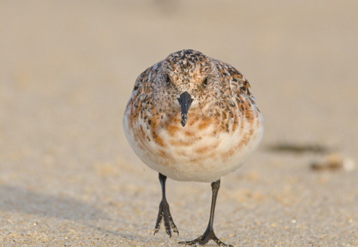 Bécasseau sanderling