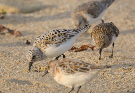 Bécasseau sanderling