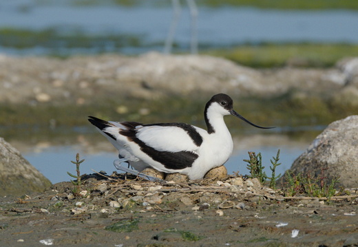 Avocette élégante