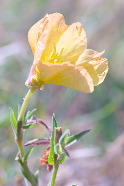 DSCF4746.jpg