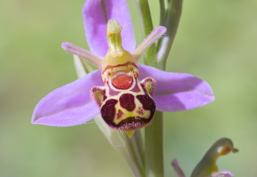 Ophrys abeille