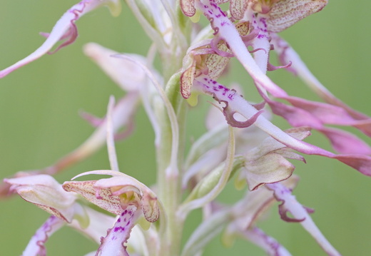 Orchis bouc