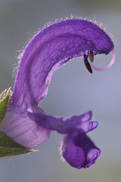 DSCF6525.jpg
