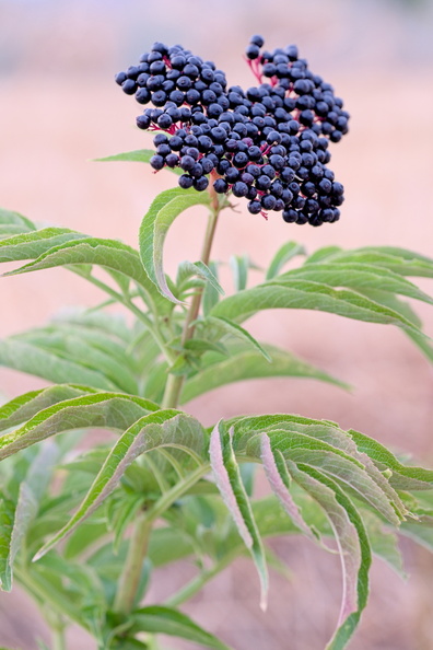 DSCF7777.jpg